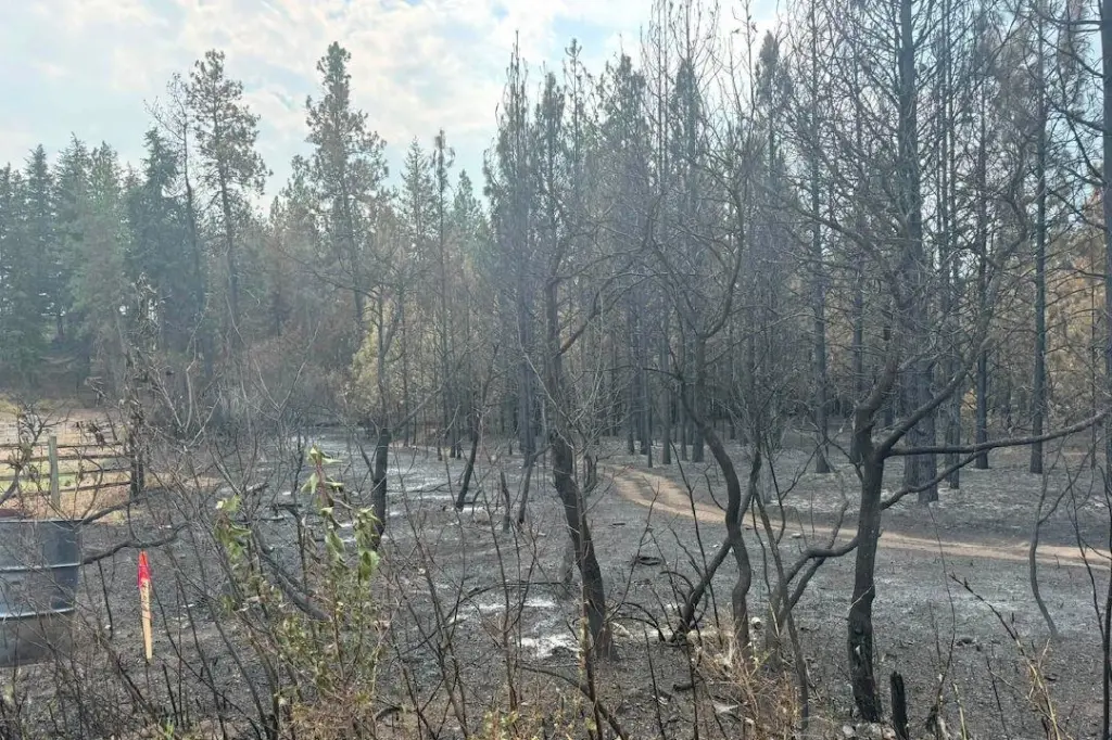 More evacuees able to return home in Bradley Creek wildfire area near Vernon
